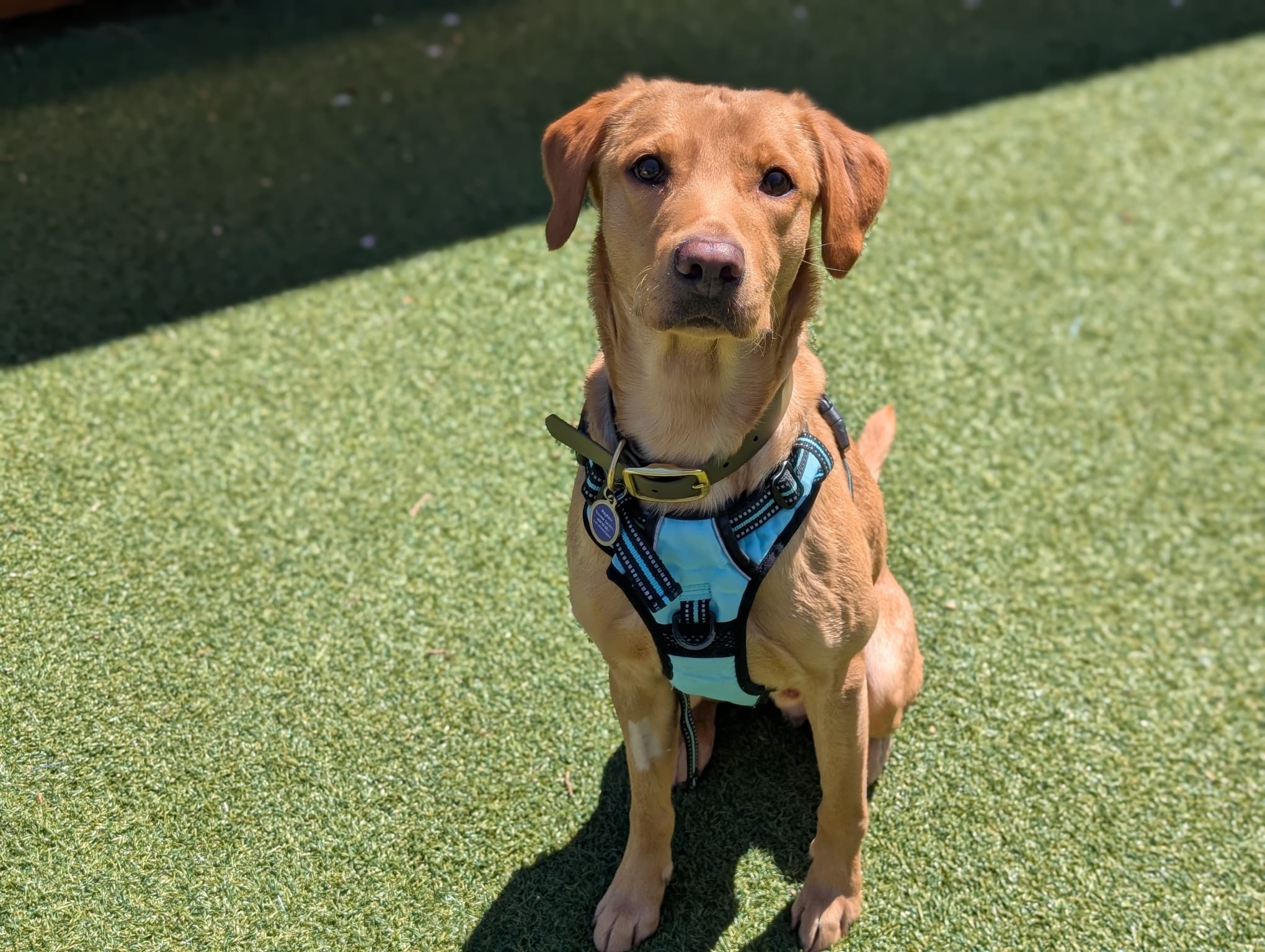 Ace, a 4 years old male Labrador available for adoption from Mayhew in Greater London