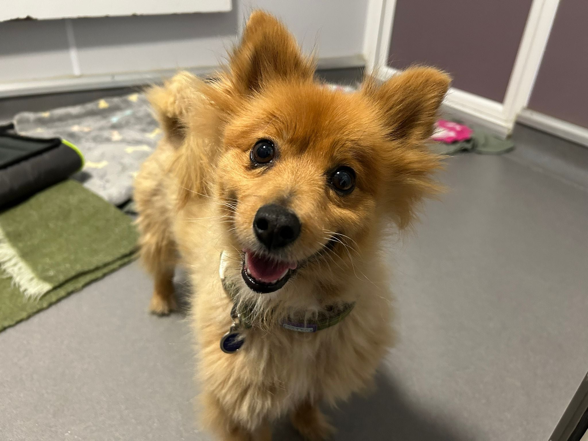 Lady, a 6 years old female Finnish Spitz available for adoption from Mayhew in Greater London