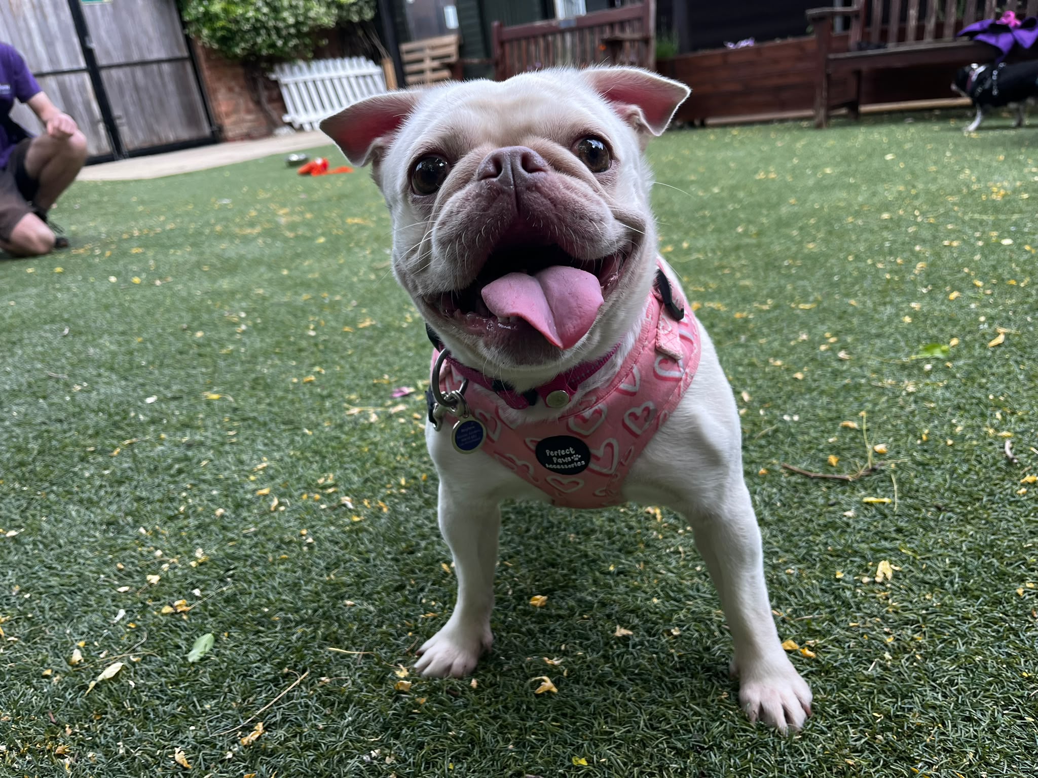 Holly, a 3 years old female Bulldog available for adoption from Mayhew in Greater London