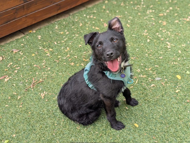 Champ, a 9 months old male Crossbreed available for adoption from Mayhew in Greater London