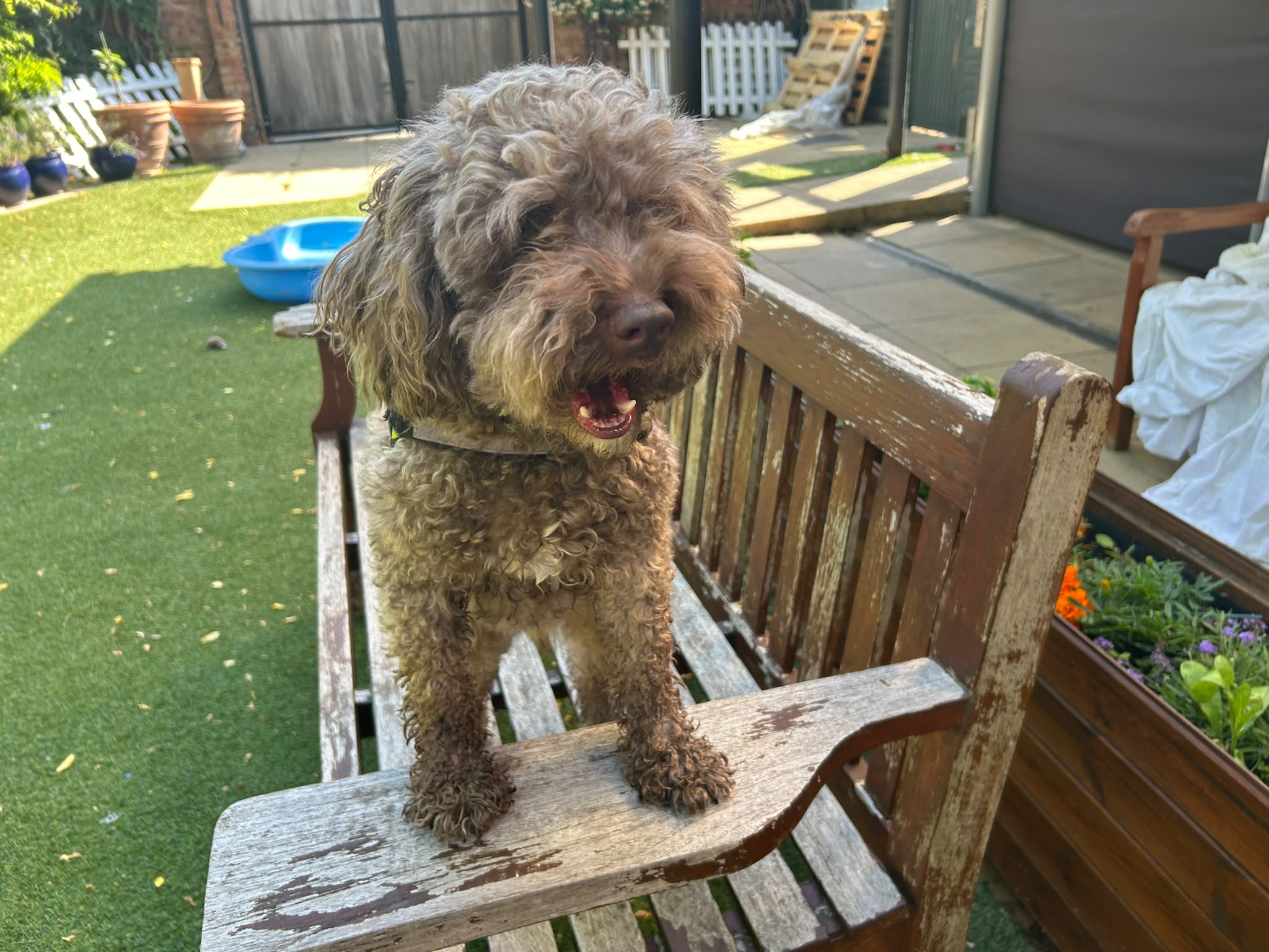 Alfie Moon, a 3 years old male Cocker Spaniel x Poodle available for adoption from Mayhew in Greater London