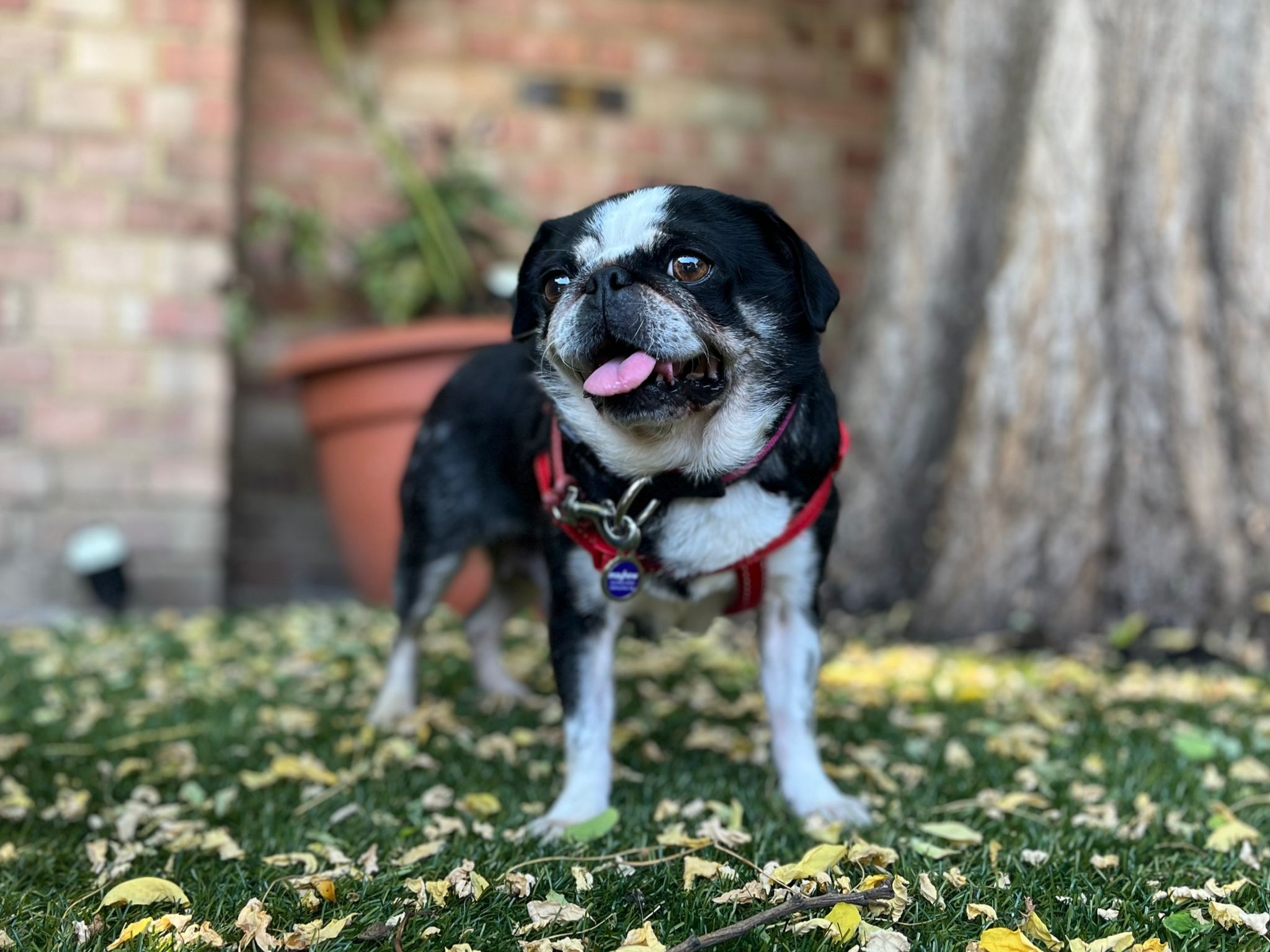Poppy, a 10 years old female Pug available for adoption from Mayhew in Greater London