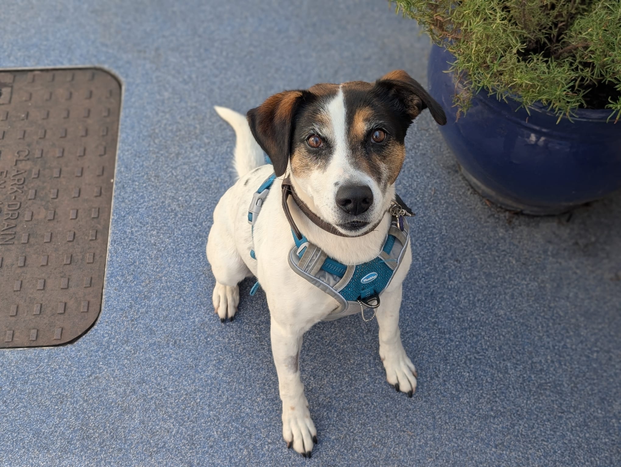 Miso, a 12 years old female Beagle x Jack Russell Terrier available for adoption from Mayhew in Greater London